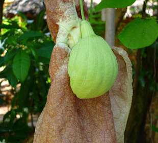 Noch mehr große Blüten