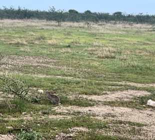 Hase Etosha Park
