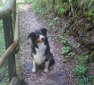 Wandern mit Hund 