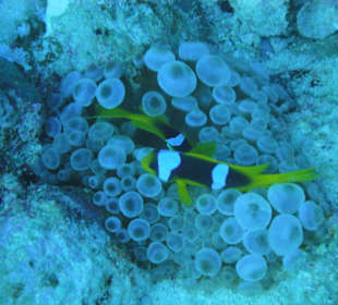 Clownfische am Hausriff