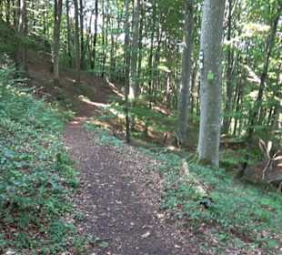 Sternberg