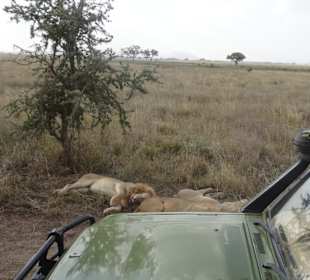 Schlafende Junglöwen