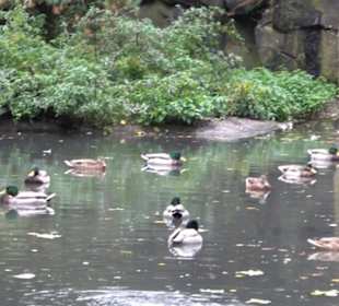 Tierpark 