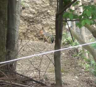 Südamerikabereich - Großer Mara