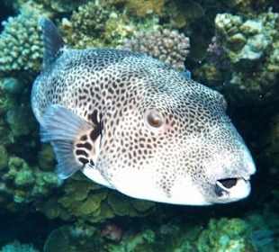 Riesenkugelfisch