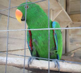 Die Tiere im Paradies