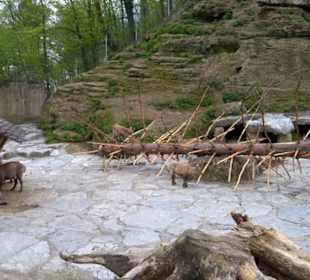 Eurasienbereich - Steinböcke