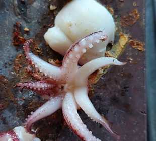 Calamari vom heißen Stein