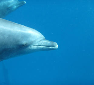 Delfinausflug November 2014