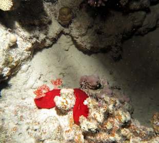 Hausriff - Spanische Tänzerin