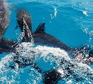 Traumstrand & Korallenriffe/Fische der Superlative