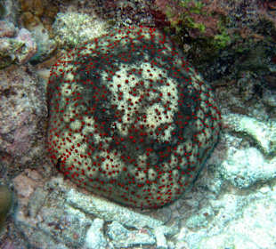 Kissen-Seestern, culcita schmideliana, 20cm