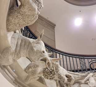 Nashorn,Affe und Co