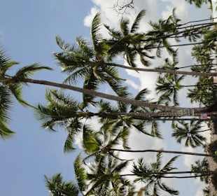 Samana-Las Terrenas Tour