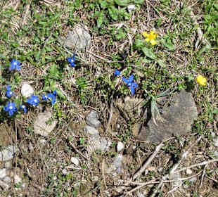 Erste Frühlingsblüher