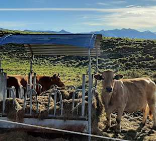 Wandern Murnau am Staffelsee
