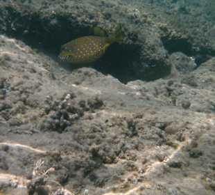Schnorchelausflug im Roten Meer
