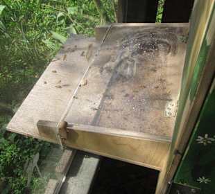 Bienen