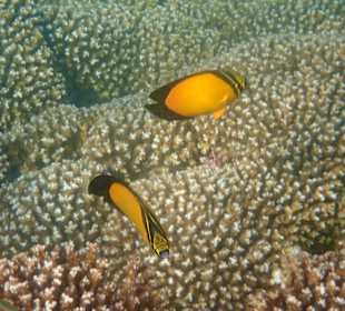 Unterwasserwelt Musandam