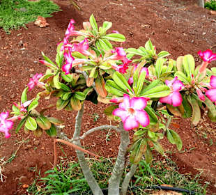 Botanischer Garten Viveiro