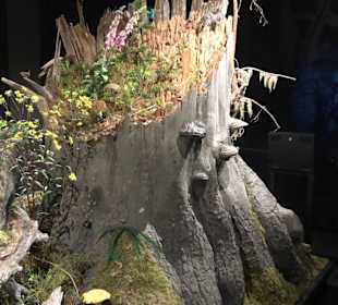 Naturparkzentrum Ruhestein