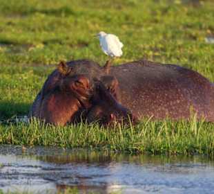 Auf der Suche nach Nahrung
