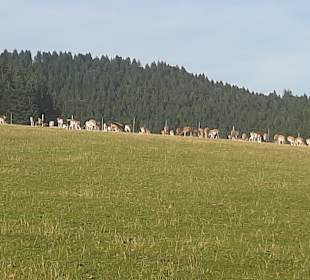 Wandern Wolfach
