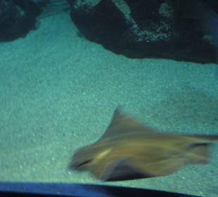 Aquarium / Oceanongrafic