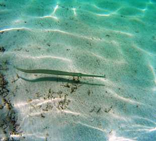 Schnorcheln Marsa Alam