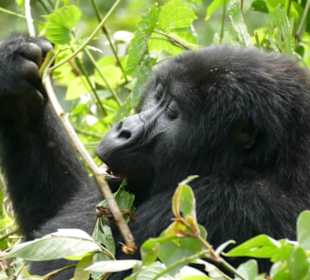 Gorilla Tracking im Bwindi