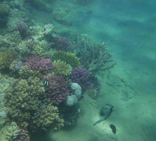 Viel los im Hausriff