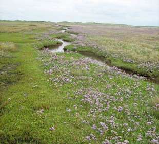 Dünenlandschaft