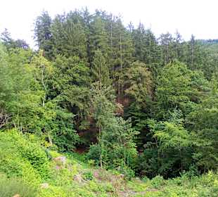 Pfälzer Waldpfad in Kaiserslautern