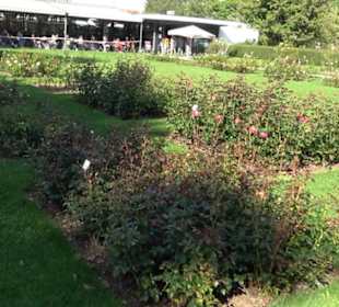 Rosengarten Botanischer Garten