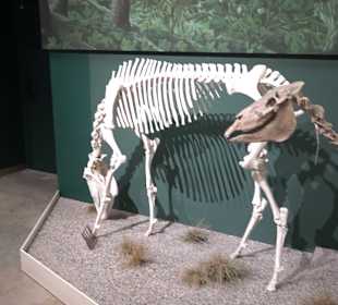 Staatliches Naturkunde Museum