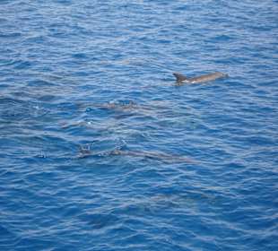 Samir lässt keine Gelegenheit aus