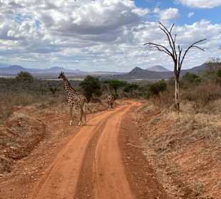 Giraffen als Anhalter