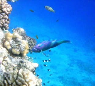 Unterwasserwelt Hotel Sharm Plaza