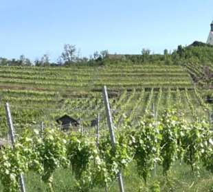 Früchtetrauf - Wurmlinger Kapellenwegle