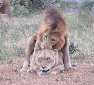 Löwen 