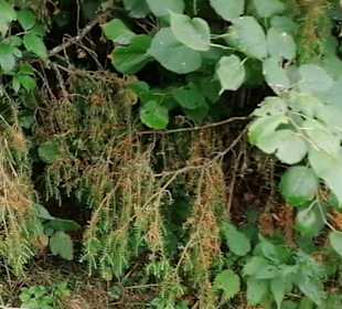Schaugarten Eninger Weide