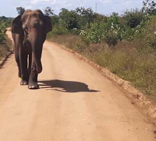 Elefant im Udawalawe-Nationalpark