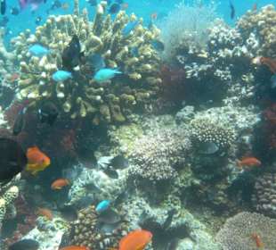Среди мягких кораллов Фиджи.