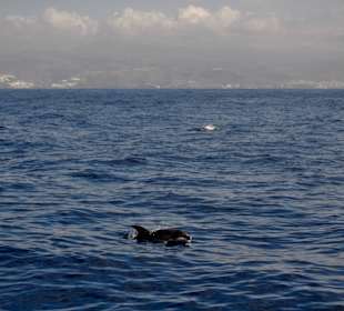 Delphin Safaritour von Morgan aus