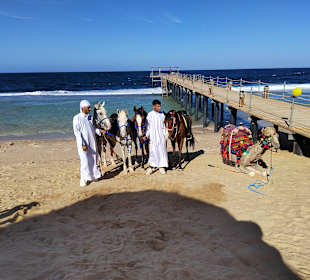 Reiten Marsa Alam