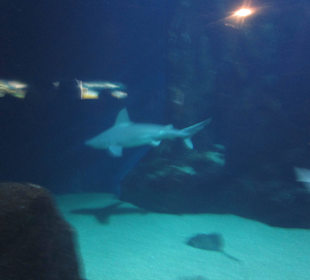 Aquarium / Oceanongrafic