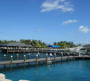 In diesen Becken finden die Delphinschwimmen statt
