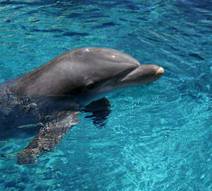 The Secret Garden of Siegfried & Roy