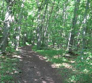 Premiumwanderweg "hochgelegen"