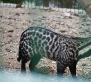 Kameltheater & Weißer Hof